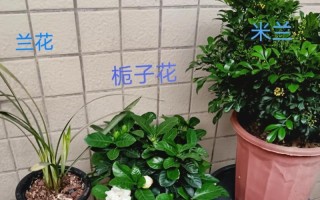米兰花的繁殖方法与注意事项（轻松掌握繁殖技巧，让你家中充满绿色生机）