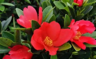 美丽多彩的杜鹃花山茶花世界（杜鹃花与山茶花的区分及特色）