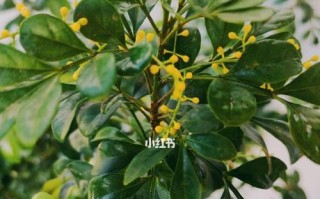 米兰杆上有虫子，如何处理？（保护米兰杆免受虫害侵扰）
