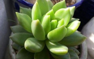 青丽多肉养护指南（打造健康美丽的多肉小花园）