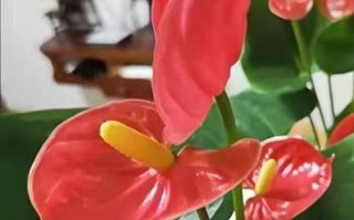 红掌开完花后如何管理（关注这些问题让红掌持续美丽）