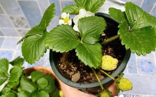 草莓分株技巧详解（如何让草莓繁殖得更快？-草莓分株）