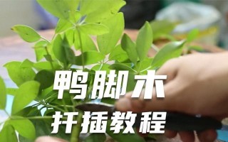 如何繁殖鹅掌柴（方法和注意事项详解，掌握技巧助你成功）