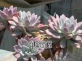 盆桃花的养殖技巧（打造盆桃花的美丽园林——从养殖到繁衍）