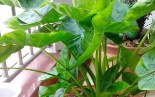 滴水观音栽培全攻略（种植时间、方法与注意事项一网打尽！）