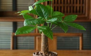 种植小发财树，选择大盆还是小盆？（考虑生长需求和装饰效果，选择最佳方案）