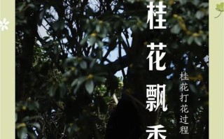 金桂花期观察与了解（探索金桂花开放的时节及其特点）