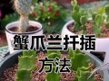 蟹爪兰秋天扦插，避免烂掉的秘诀（如何有效保护蟹爪兰秋天扦插，避免腐烂问题）