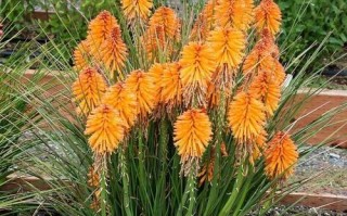 多年宿根花卉的魅力与养护（了解它们，轻松打造花园梦想）