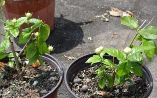 虎头茉莉修剪指南（打造美丽的虎头茉莉，从正确修剪开始）