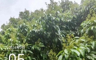 湖南适合种荔枝树吗？（荔枝树生长条件及栽培技巧）