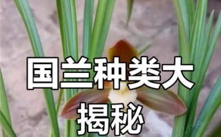 兰花新品种的培育方法与技巧（以培养兰花新品种为主题的详细指南）