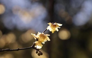 腊月花开，让花园生机盎然（腊月适合种植的15种花，让你的花园更加美丽）