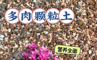 多肉植物的土壤配制方法（打造适合多肉植物生长的土壤体系）