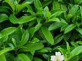 非洲茉莉的繁殖方法与技巧（从播种到扦插，掌握非洲茉莉的繁衍之道）