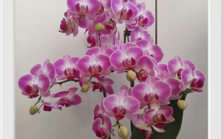 天堂鸟的开花频率（探究天堂鸟一年开几次花的奥秘）