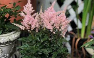 仙客来喜光还是喜阴？揭秘植物的光照需求（揭开仙客来光照谜团，打造宜人生长环境）