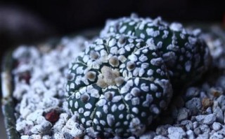 以星兜养仙人球，打造独特的植物世界（星兜养仙人球的养护技巧，让你的植物更加亮眼夺目）