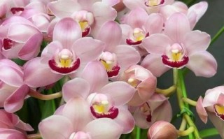 兰花草的象征意义（花开富贵、高雅脱俗、吉祥如意）