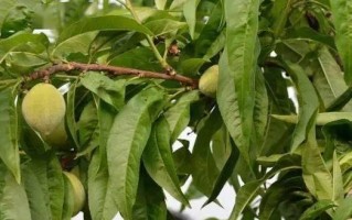 探究桃子落果的原因（分析桃树生长过程中的环境因素及病虫害影响）