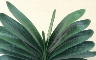 选择最佳品种，打造绚丽君子兰花园（品种选择是成功的关键）