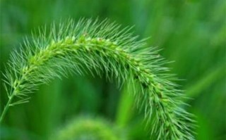 狗尾巴草的种类、特征及应用（深入探究狗尾巴草的多样性及其重要性）
