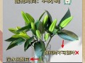 百合花水的养护指南（打造健康美丽的百合花园）