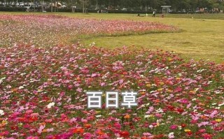 硫华菊的种植技巧与注意事项（打造花园中的亮点，享受美丽的花海）