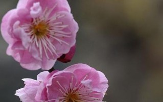 红梅花开的季节及魅力（春日红梅，开遍大地；赏花之旅，尽在此间）