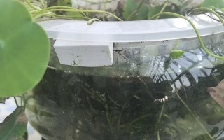 冬季养护碗莲的根部（保护碗莲根部健康过冬，）