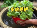 多肉种子的种植与养护指南（从种子到多肉，轻松打造独特花园）