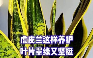 虎皮兰叶子出现问题（探究虎皮兰叶子异常及其原因）