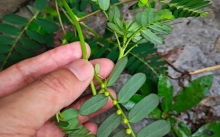 叶下珠与含羞草的区别（两种常见的植物，你了解多少？）