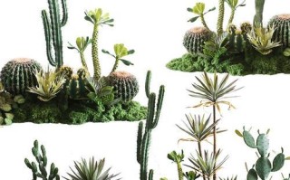 仙人掌——热带植物的代表（了解仙人掌，探寻热带植物的奥秘）