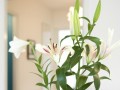 百合水培的全程指南（从种植到开花，全面了解百合水培的技巧与要点）