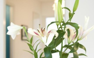 百合水培的全程指南（从种植到开花，全面了解百合水培的技巧与要点）