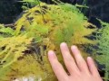 盆栽叶子掉落的原因及处理方法（叶子掉落是植物生长的信号，如何保护你的盆栽免受叶子脱落的困扰）