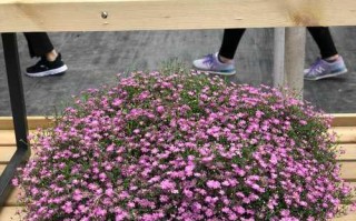 满天星室内养护指南（打造温馨舒适的家居植物空间）