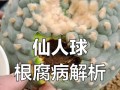 如何补救以仙人球有点烂的情况（仙人球烂掉了怎么办，教你拯救植物！）