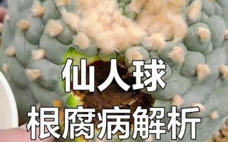 如何补救以仙人球有点烂的情况（仙人球烂掉了怎么办，教你拯救植物！）