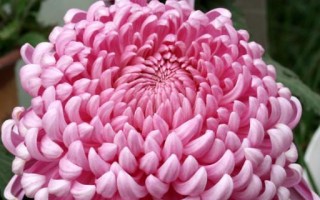 粉色菊花的花语（探寻粉色菊花所代表的意义及文化价值）