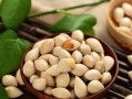 白果上市季节分析（什么季节白果成熟？上市时间表一览）