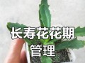 长寿花打顶（掌握正确的打顶技巧，让长寿花高耸入云）