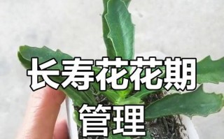 长寿花打顶（掌握正确的打顶技巧，让长寿花高耸入云）