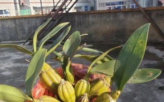 石斛兰叶片黄的原因及应对方法（探究石斛兰叶片黄的根源，有效解决问题的方法）
