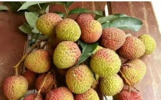 探寻荔枝之乡——荔枝的产地在哪里？（揭秘荔枝产地的种植历史、地理分布和品种特点）