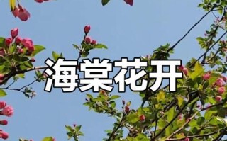 鹿角海棠的养护之阳光需求（探究鹿角海棠生长的阳光需求及其养护方法）