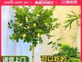 柠檬苗盆栽养护指南（打造绿意盎然的柠檬盆栽，享受自家水果的乐趣）