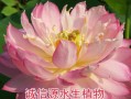 金鱼藻的种子及其种植方法（探究金鱼藻的种子来源和种植技巧，从而培育出美丽健康的金鱼藻）