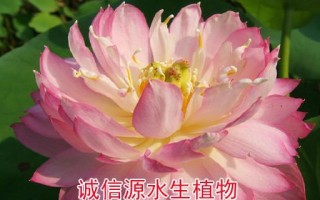 金鱼藻的种子及其种植方法（探究金鱼藻的种子来源和种植技巧，从而培育出美丽健康的金鱼藻）